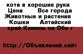 кота в хорошие руки › Цена ­ 0 - Все города Животные и растения » Кошки   . Алтайский край,Камень-на-Оби г.